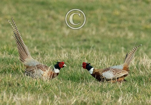 Cock Pheasants Fighting DM1629